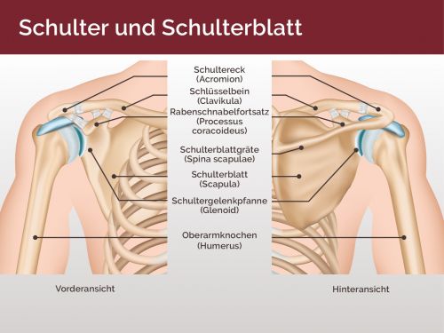 Aufbau der Schulter und des Schulterblatts